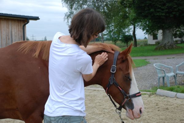 Massage am Genick des Pferds