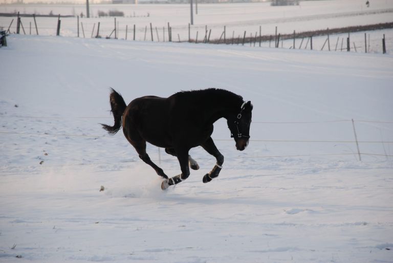 Pferd buckelt im Schnee